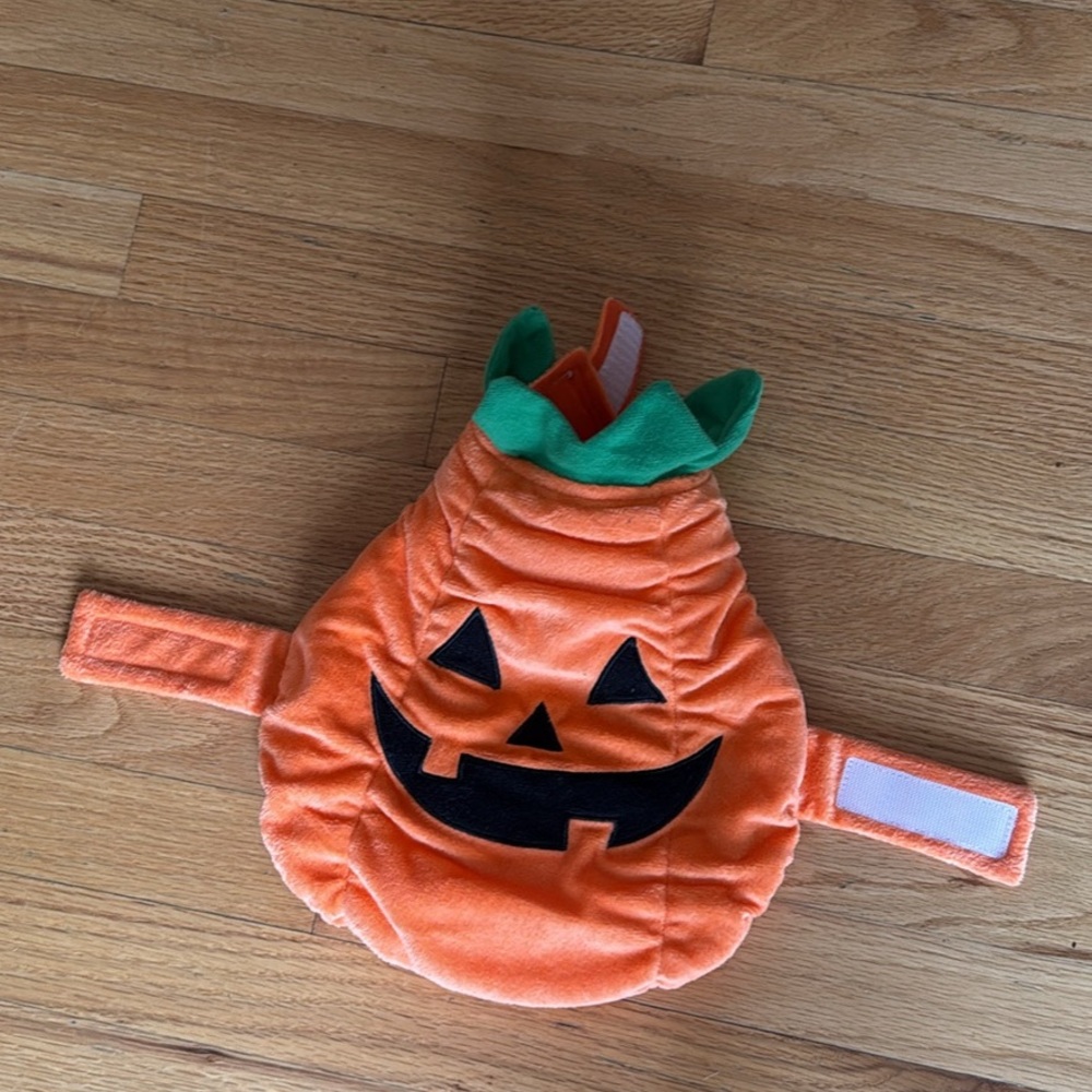 Small dog pumpkin costume